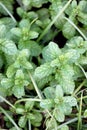 Kitchen Mint or Marsh Mint. Royalty Free Stock Photo