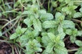 Kitchen Mint or Marsh Mint. Royalty Free Stock Photo