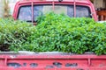 Kitchen mints green plant melissa officinalis and vietnamese Coriander growing in old rusty red pickup truck Royalty Free Stock Photo