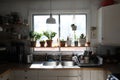 A shelf of plants above a sink in a kitchen. Royalty Free Stock Photo