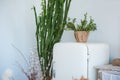 Kitchen in rustic style in summer. Spring light textured kitchen with an old fridge, wooden table, wooden shelves. A large cactus, Royalty Free Stock Photo