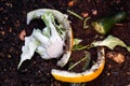 kitchen scraps in compost heap from fruits, vegetables and coffee grounds used for gardening