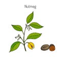 Kitchen spices. Nutmeg