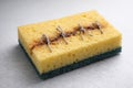 A kitchen sponge with a scar and coarse thread stitches. Royalty Free Stock Photo