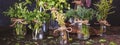 Kitchen still life in dark colors - a view of bunches of fresh garden culinary herbs standing in jars