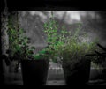 Kitchen window herbs- Growing thyme on the window sill