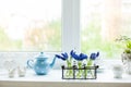 The kitchen windowsill with muscari flowers in bottles Royalty Free Stock Photo