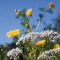 Kitchengarden flowers