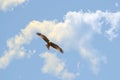 Kite bird gliding
