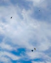 kite in the blue and cloudy sky Royalty Free Stock Photo