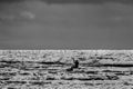 Kite boarding. Kite surfer freestyle at sunset. Black and white. Royalty Free Stock Photo
