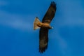 Kite Eagle Wings Spread Flying