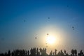 Kite festival Silhouette Royalty Free Stock Photo