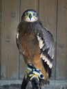 Kite Hawk Falcon