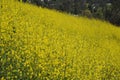 Kite Hill Wild Flowers, Aliso Viejo, CA, USA