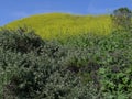 Kite Hill wild flowers Aliso Viejo CA USA