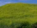 Kite Hill wild flowers Aliso Viejo CA USA