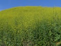 Kite Hill wild flowers Aliso Viejo CA USA