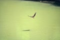A kite hunts fish over a muddy river. Series of images