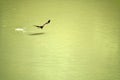 A kite hunts fish over a muddy river. Series of images