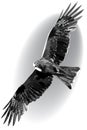 Milvus migrans floating in the air. Monochrome illustration with a black kite.
