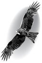 Milvus migrans floating in the air. Monochrome illustration with a black kite. Royalty Free Stock Photo