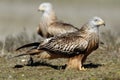 Kite, Milvus milvus perched on the floor