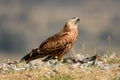 kite observes the sky while watching its prey