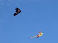 Kite pirate flag and bird in the blue sky Royalty Free Stock Photo