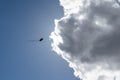 Kite silhouette flying by cloud on blue sky Royalty Free Stock Photo