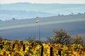 A kite soaring over the vineyards. South Moravia.Czech republic. Royalty Free Stock Photo