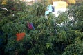 kite on stuck on tree during kite flying day