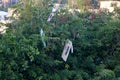 Kite on stuck on tree during kite flying day