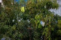 kite on stuck on tree during kite flying day