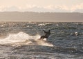 Kite surfer changing course with the wind