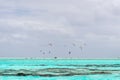 Kite surfers on tropical polynesian beach Royalty Free Stock Photo