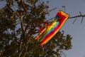 Kite tangled on tree branches