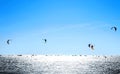 Kiteboarding. Kite surfing against a beautiful blue sky. Many silhouettes of kites in the sky Royalty Free Stock Photo