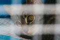 Kitten in the cage at the veterinary clinic