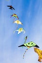 Kites in the blue sky Royalty Free Stock Photo