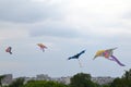 Kites in the Tsaritsyn Park. Royalty Free Stock Photo