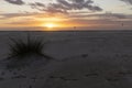 Kitesurfer flying kite boarding and surfing at sunset with bright yellow sky next to beach with bush in costa de la luz on the Royalty Free Stock Photo