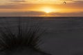 Kitesurfer flying kite boarding and surfing at sunset with bright yellow sky next to beach with bush in costa de la luz on the Royalty Free Stock Photo