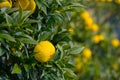 Kito Yuzu on the tree Royalty Free Stock Photo