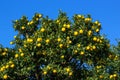 Kito Yuzu on the tree Royalty Free Stock Photo
