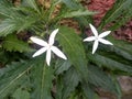Kitolod flowers are beautiful and useful for curing eye diseases