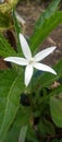 Kitolod plant with jagged green leaf edges with a single white flower planted in a flower pot