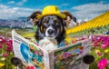 kitschy funny dog reading a newspaper Royalty Free Stock Photo