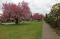 Kitsilano Spring Blossoms Royalty Free Stock Photo