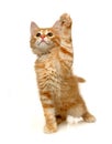 Kitten Royalty Free Stock Photo